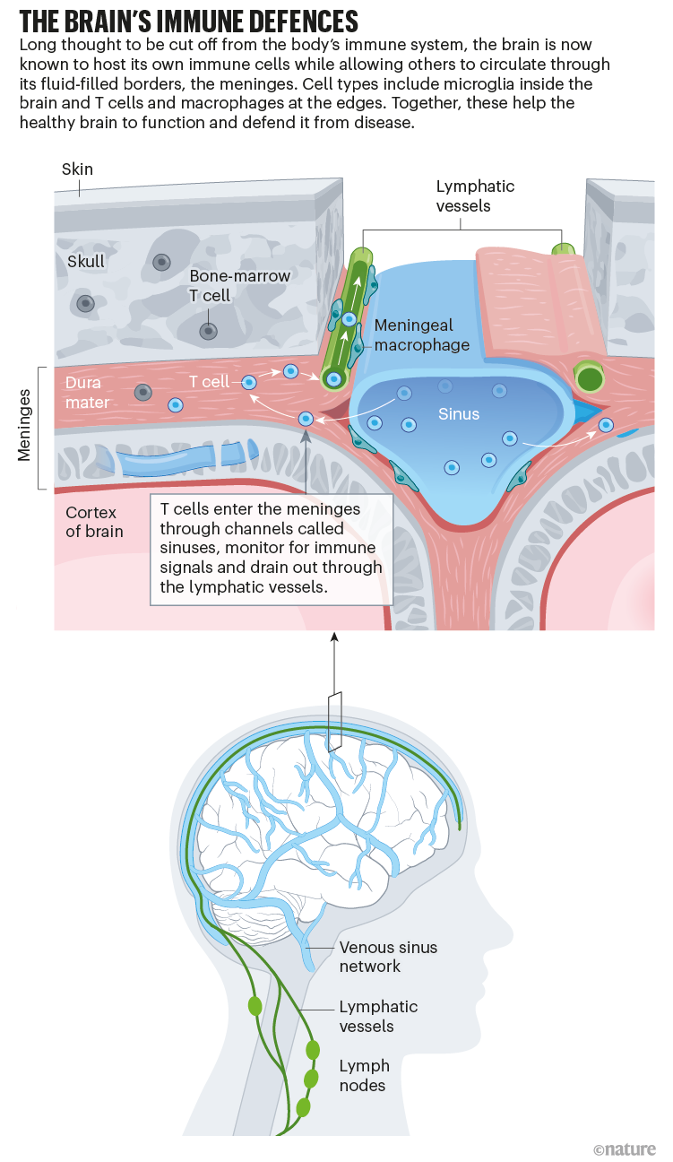 The Brain’s Immune Defenses Illustration